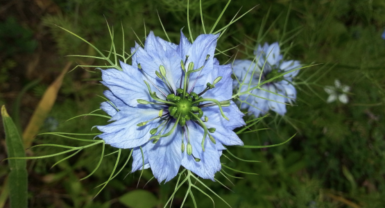 La Graine de Nigelle : Un Trésor de Bienfaits pour la Santé