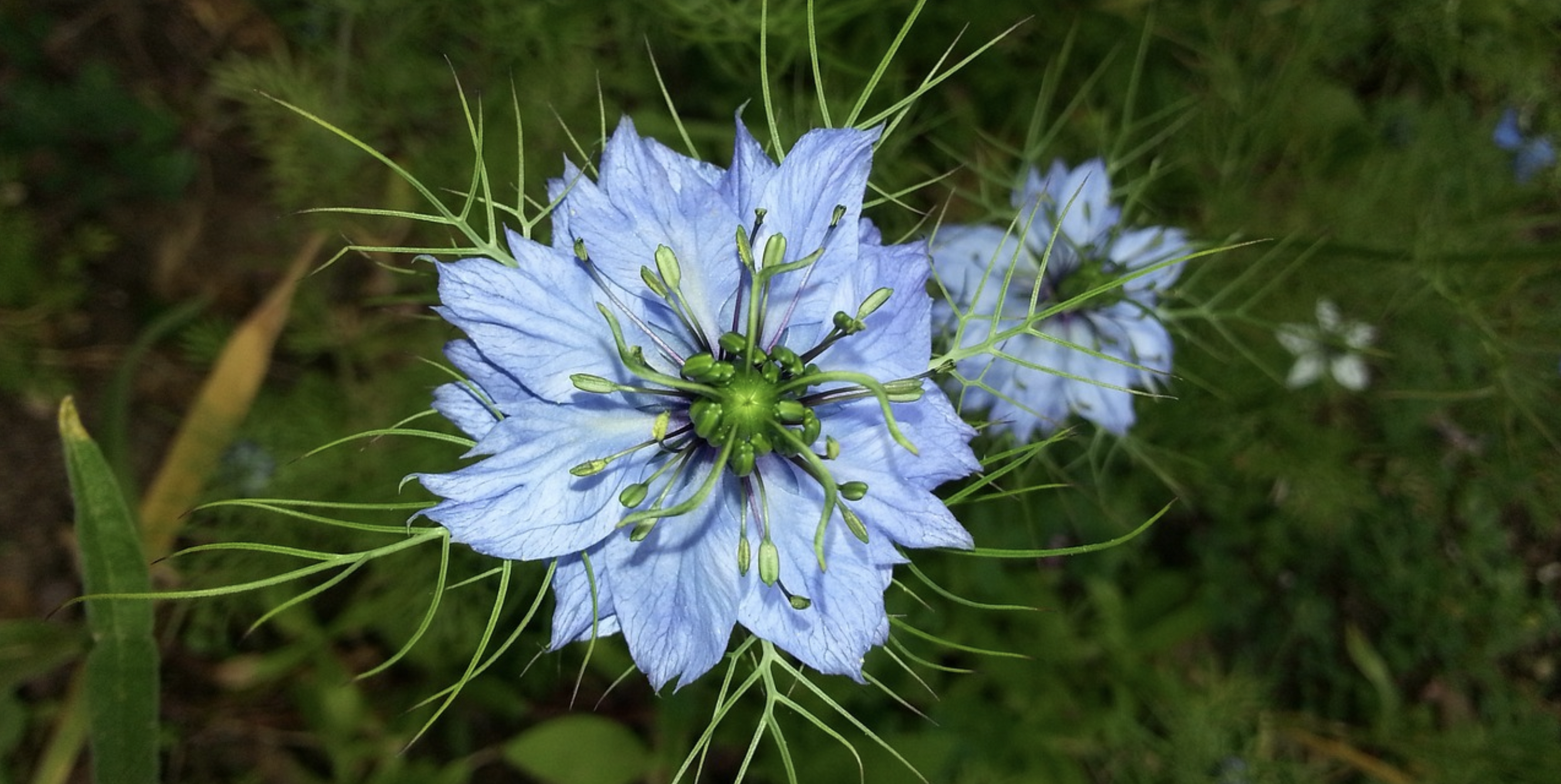 La Graine de Nigelle : Un Trésor de Bienfaits pour la Santé