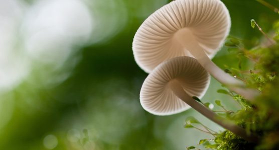 La Mycothérapie — Ce que les champignons peuvent faire pour votre santé