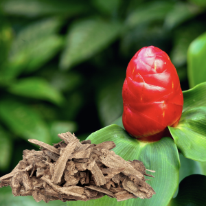 Costus indien