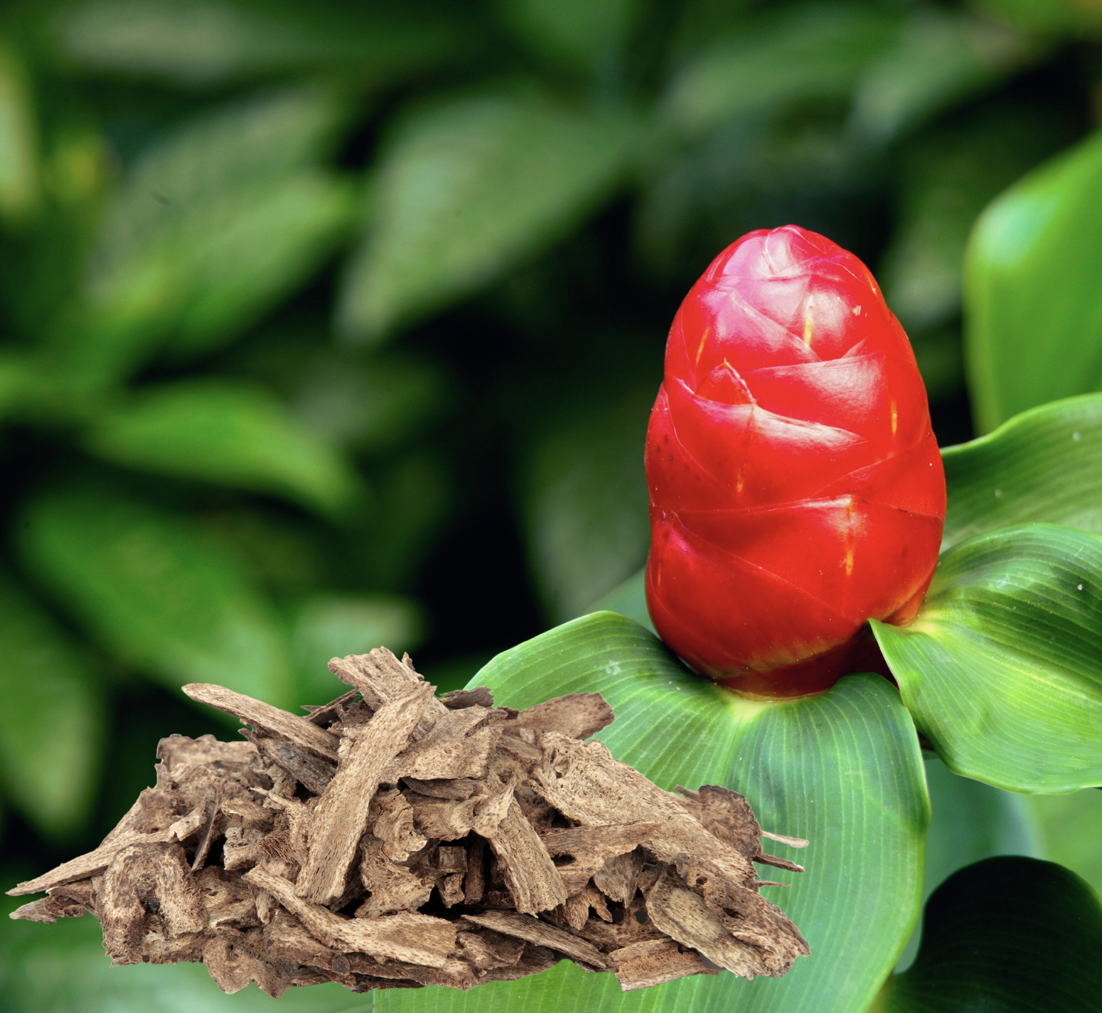 Costus indien