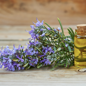 Romarin (Rosmarinus officinalis)