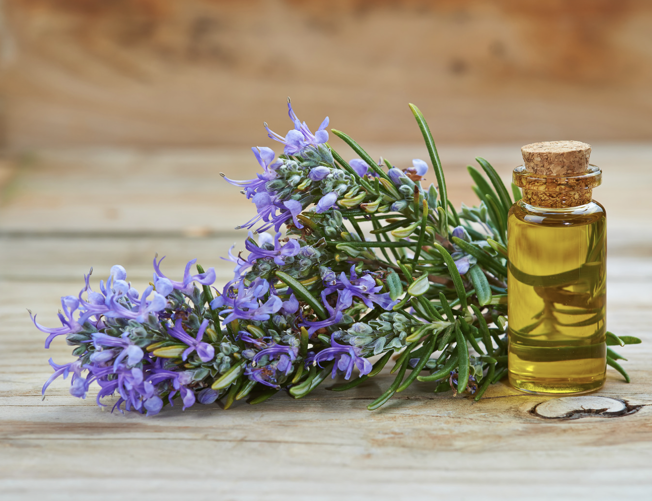 Romarin (Rosmarinus officinalis)
