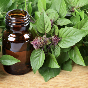 Basilic sacré (Tulsi)