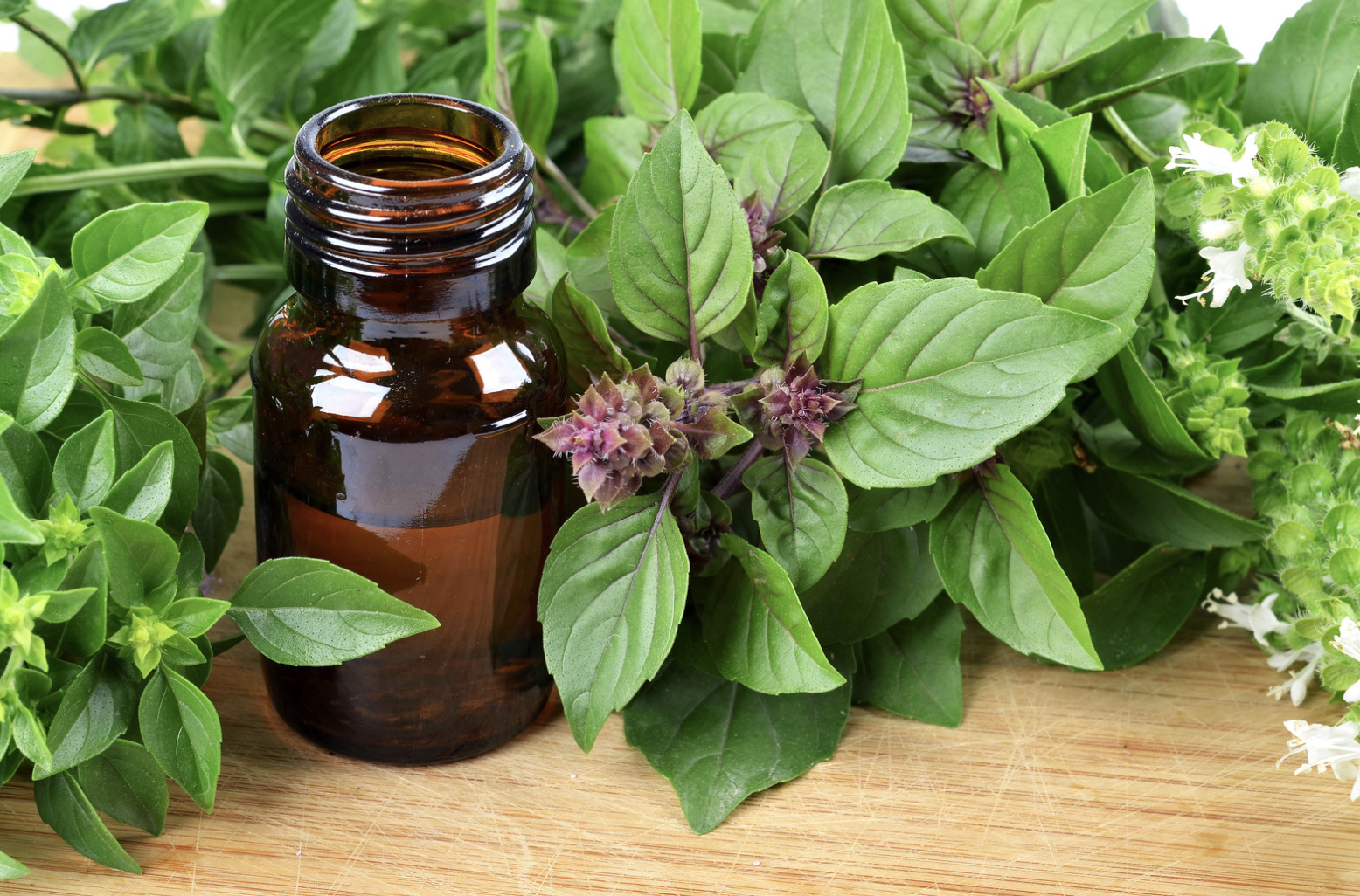 Basilic sacré (Tulsi)