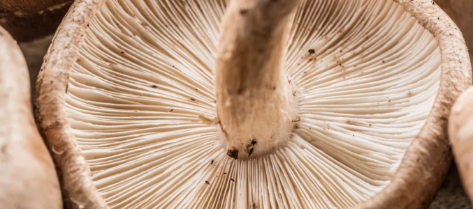 Champignons médicinaux pour la survie au cancer