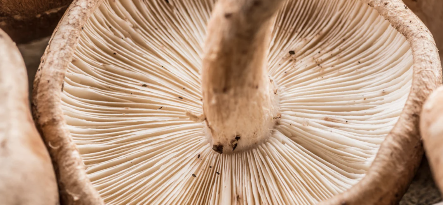 Champignons médicinaux pour la survie au cancer