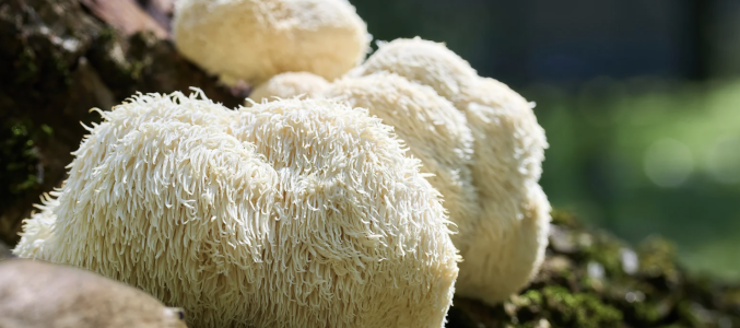 Sources alimentaires de l&rsquo;ergothionéine (au coeur des champignons), la « vitamine de la longévité »