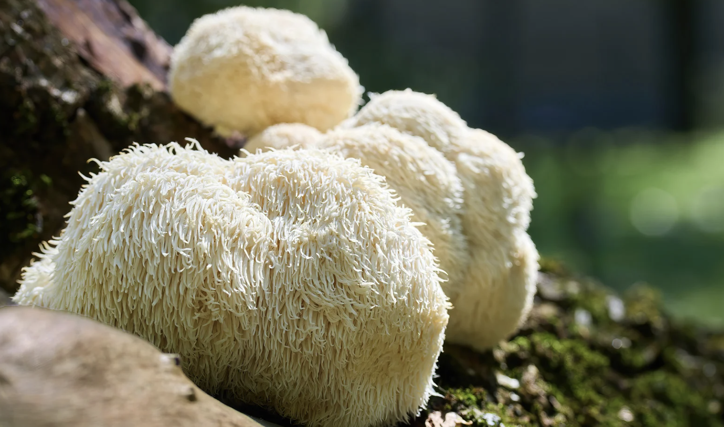 Sources alimentaires de l&rsquo;ergothionéine (au coeur des champignons), la « vitamine de la longévité »