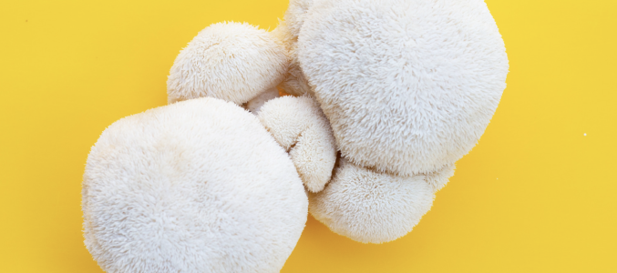 Hericium, champion pour la santé mentale
