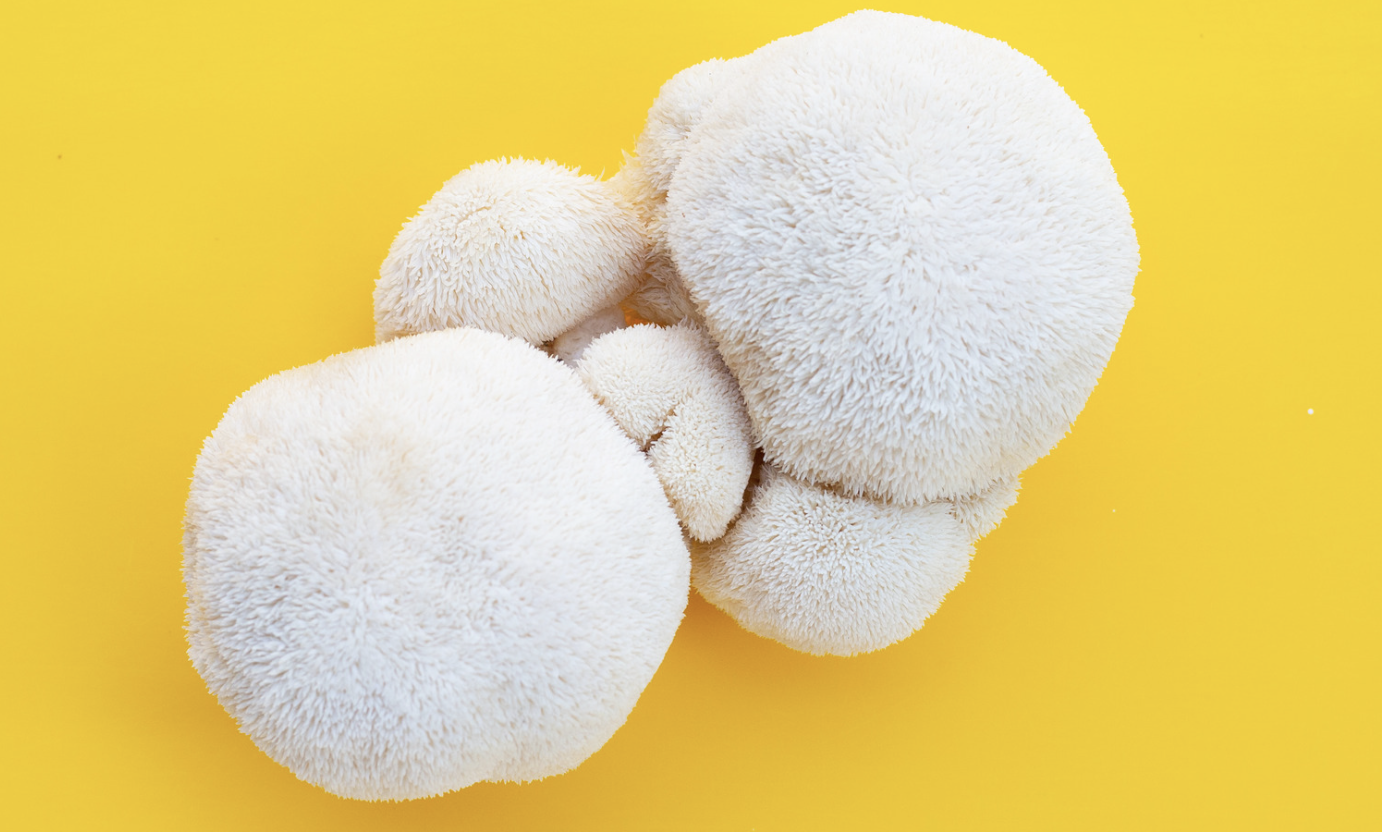 Hericium, champion pour la santé mentale